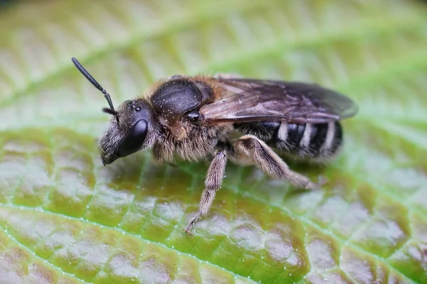Yeşil Bir Yaprağın Üzerine Tünemiş Büyük Tırtıklı Arılardan Birinin Dişisi — Stok fotoğraf