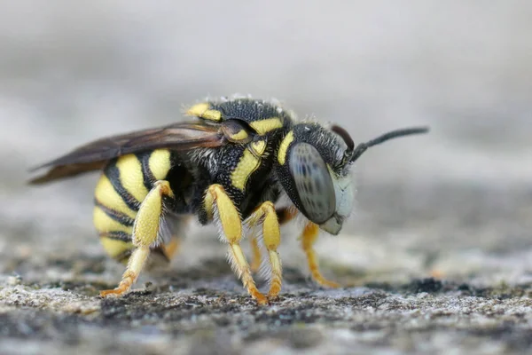 Una Abeja Macho Resina Roja Amarilla Anthidiellum Strigatum Gard Francia — Foto de Stock