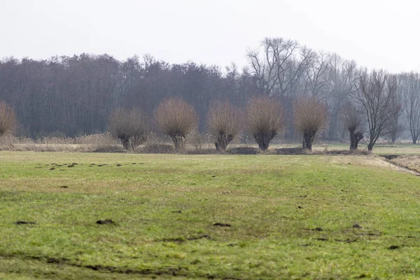 Zielona Łąka Wysokimi Drzewami Tle — Zdjęcie stockowe