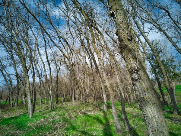 Una Hermosa Vista Los Árboles Que Crecen Bosque Día Soleado —  Fotos de Stock