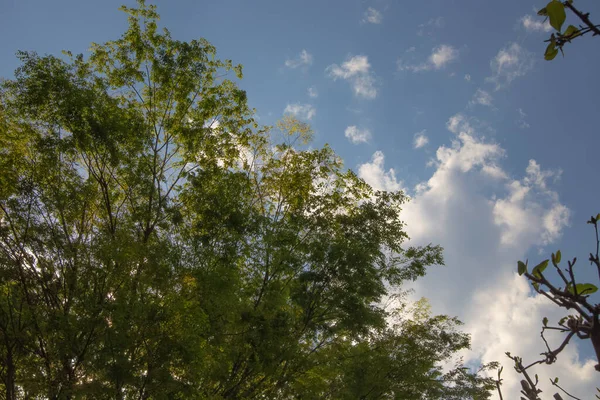 Tiro Close Topo Uma Bela Árvore Verde Céu Nublado Das — Fotografia de Stock