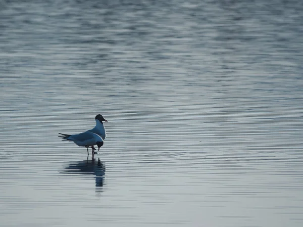 Närbild Vacker Fågel Sjön — Stockfoto