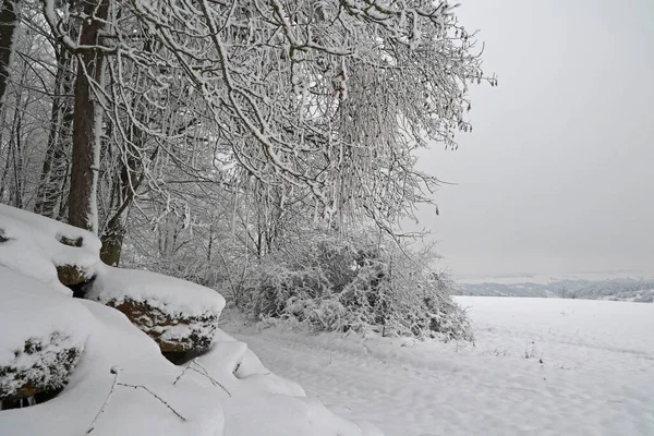 Plan Des Arbres Avec Leurs Branches Leurs Buissons Couverts Neige — Photo