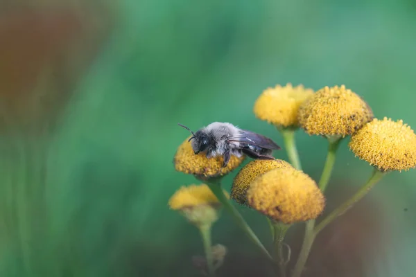 Egy Nőstény Szürke Hátú Bányaméh Andrena Vaga Ült Egy Virágon — Stock Fotó