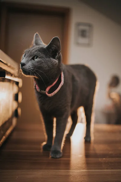 Tiro Vertical Gato Azul Russo Casa — Fotografia de Stock