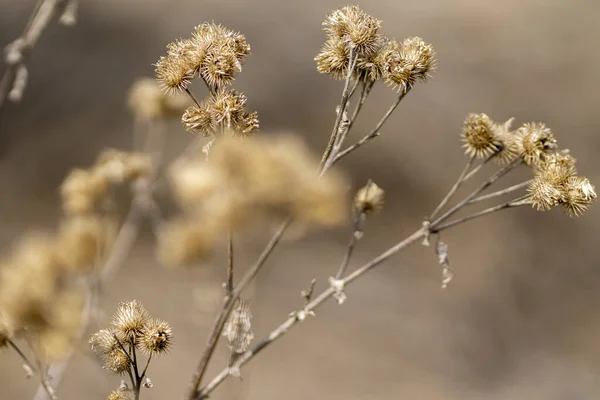 Colpo Fuoco Selettivo Fiori Spinosi Selvatici Rami Lunghi Campo Giallo — Foto Stock