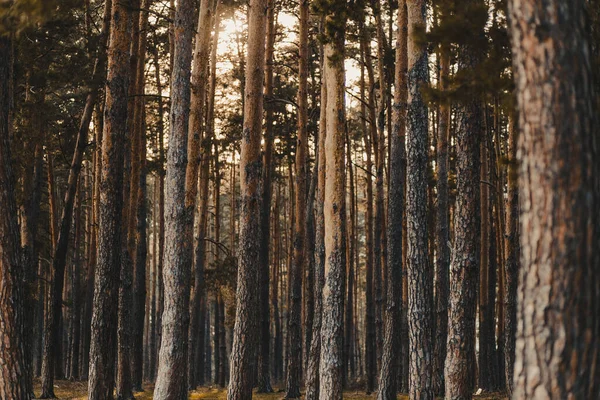 Uzun Çıplak Ağaçlarla Kaplı Bir Ormanın Yakın Çekimi — Stok fotoğraf