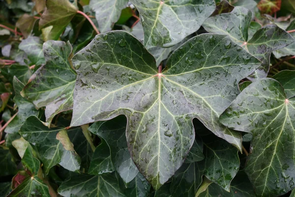 绿色植物叶子上的水滴特写镜头 — 图库照片