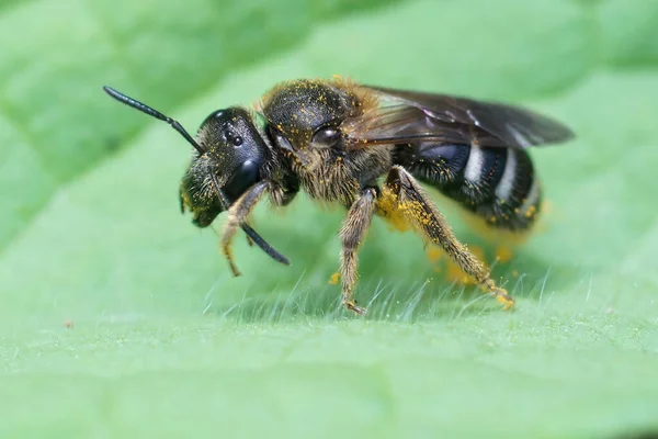 Κοντινό Πλάνο Μιας Θηλυκής Μέλισσας Lasioglossum Zonulum Ένα Πράσινο Φύλλο — Φωτογραφία Αρχείου
