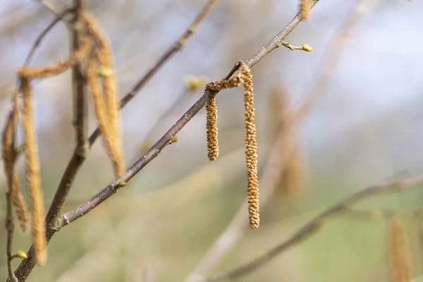 Enfoque Selectivo Flores Suaves Largas Que Cuelgan Una Rama Árbol —  Fotos de Stock