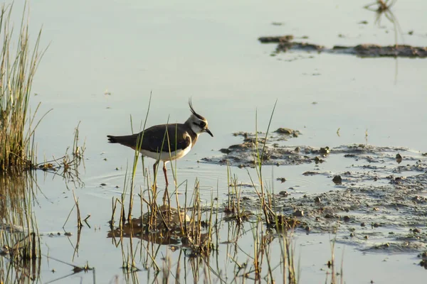 Plan Peu Profond Oiseau Aquatique Réfléchissant Dans Lac Heure — Photo