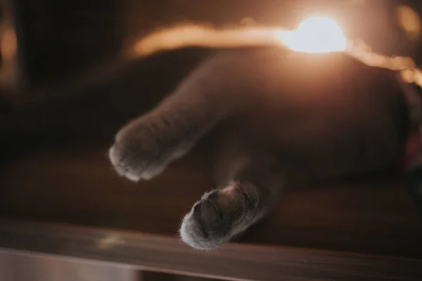 一只灰猫爪子的特写镜头 — 图库照片