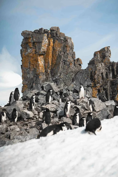 Gruppo Pinguini Che Camminano Sulla Spiaggia Ghiacciata — Foto Stock