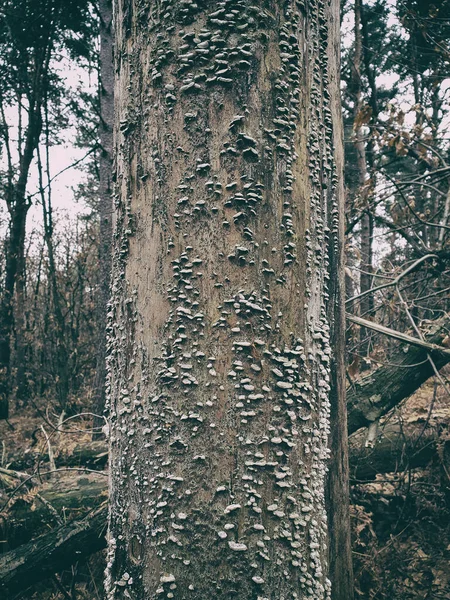 Plan Vertical Petits Champignons Sur Tronc Arbre Mousseux Dans Fond — Photo