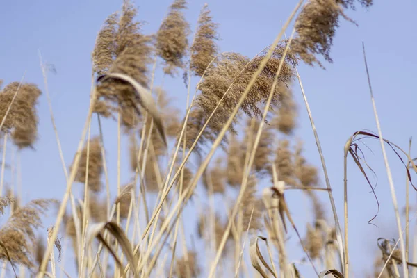 Tiro Ângulo Baixo Paus Secos Flores Trigo Campo Sendo Empurrado — Fotografia de Stock