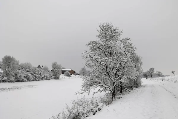 Egy Mező Rét Egy Fagyos Téli Reggelen — Stock Fotó