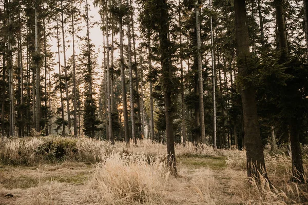 Primer Plano Bosque Frondoso Cubierto Árboles Altos Viejos — Foto de Stock