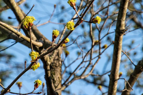 Een Close Shot Van Takken Met Bloesems Onder Een Blauwe — Stockfoto