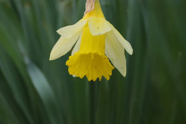 Een Selectieve Focus Van Een Mooie Gele Narcis Wazige Achtergrond — Stockfoto