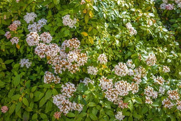 公园里的灌木丛中盛开的月桂花的自然景观 — 图库照片