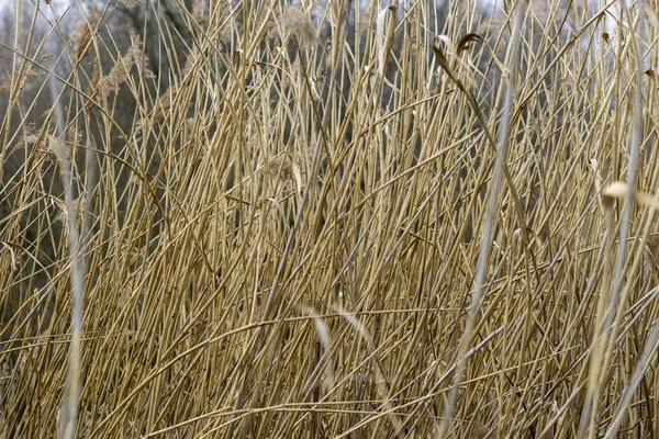 Ein Dickes Gelbes Feld Voller Hohes Gras Zweige Und Weizenblumen — Stockfoto