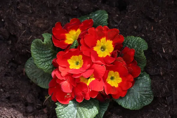 Tiro Perto Primula Bela Flor Primavera Jardim — Fotografia de Stock