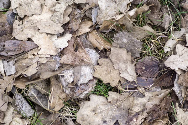 草に覆われた地面に乾いた落ち葉の上からの眺め — ストック写真