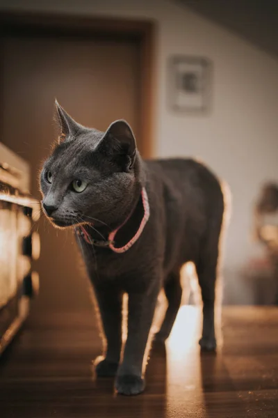 Sebuah Gambar Vertikal Dari Kucing Biru Rusia Rumah — Stok Foto