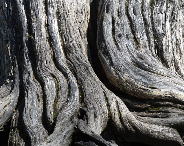 Вивітрена Деревина Стовбура Дерева Показує Красу Старіння Безжальної Зовнішньої Деревини — стокове фото