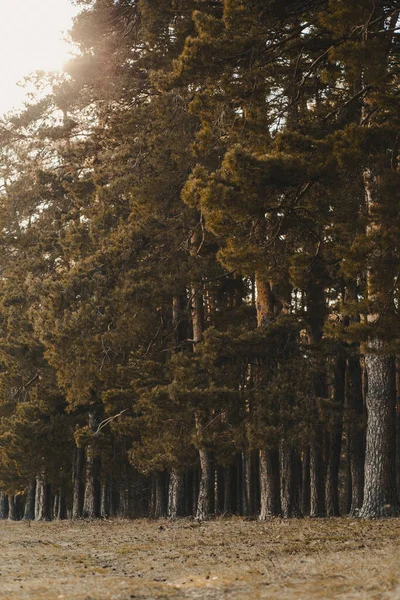 Tiro Vertical Uma Floresta Coberta Árvores Arbustivas Altas — Fotografia de Stock