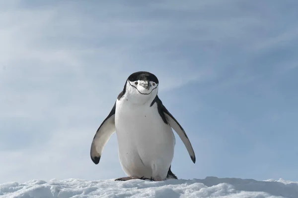 一只企鹅在冰冷的海滩上散步 — 图库照片