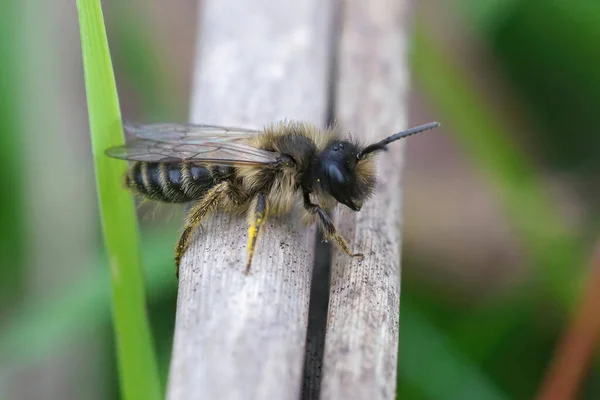 Una Abeja Minig Patas Amarillas Macho Andrena Flavipes Sentada Poste — Foto de Stock