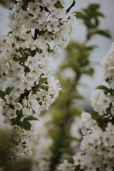 Ein Vertikaler Schuss Weißer Kirschblüten — Stockfoto