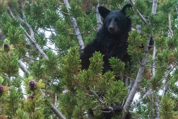Tiro Perto Urso Pardo Sentado Uma Árvore — Fotografia de Stock