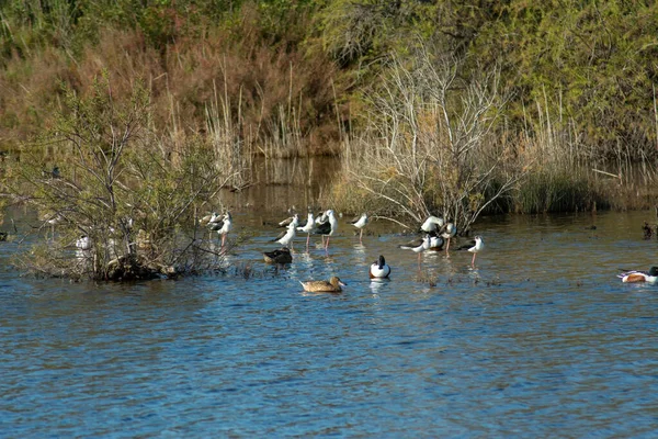 Lago Con Aves Acuáticas Orilla Día Soleado —  Fotos de Stock