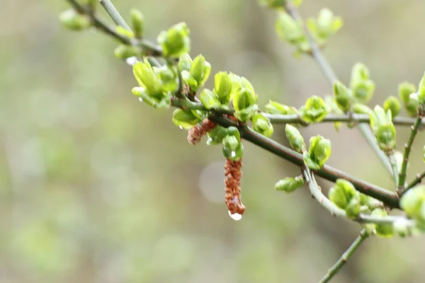 Ett Grunt Fokus Träd Grenar Med Knoppar Suddig Bakgrund — Stockfoto