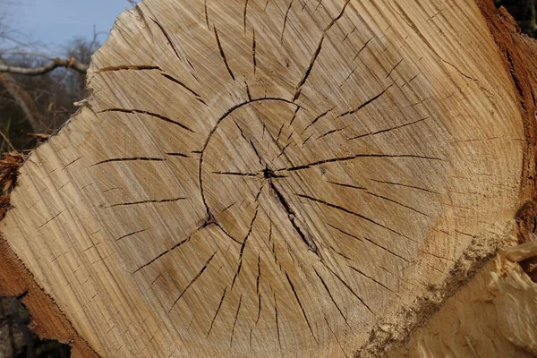 Крупный План Распиленного Дерева — стоковое фото