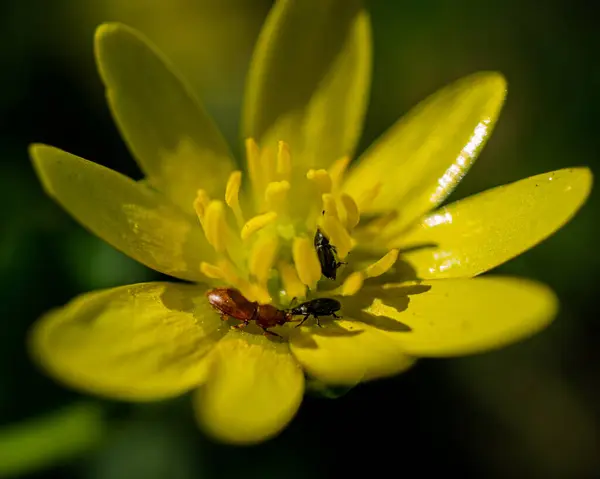 Eine Selektive Fokusaufnahme Einer Blühenden Gelben Blume Grünen — Stockfoto