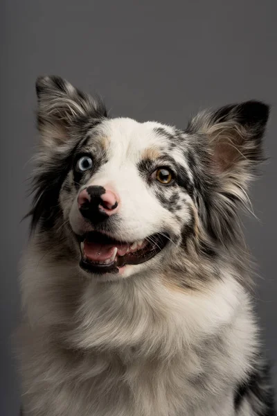 Vertical Portrait Australian Collie Isolated Gray Background — Stock Photo, Image