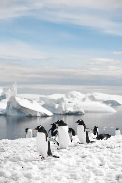 Een Groep Pinguïns Die Het Bevroren Strand Lopen — Stockfoto