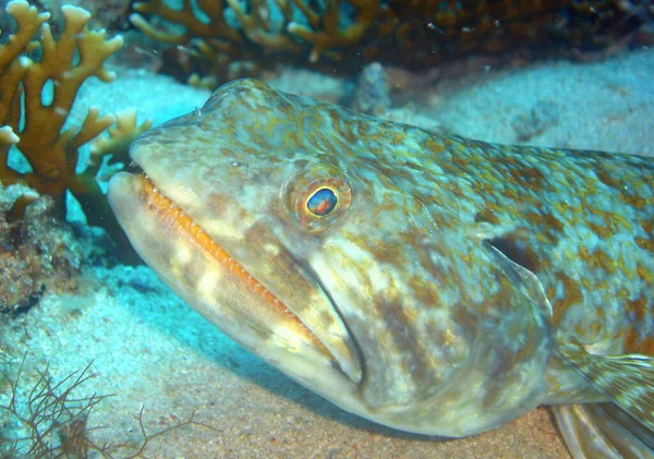 Крупним Планом Знімок Риби Гострими Зубами Глибокому Морі — стокове фото