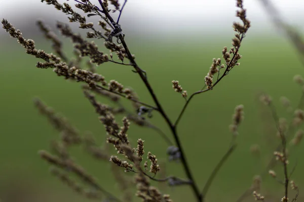 Enfoque Selectivo Pequeño Árbol Delgado Con Pequeñas Flores Secas Que —  Fotos de Stock