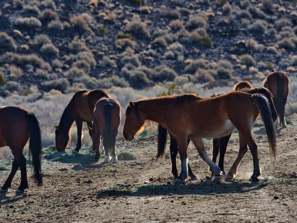 Une Belle Vue Sur Cheval Marchant Sur Sol Près Des — Photo