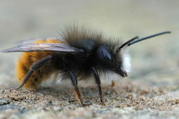 Bahçede Kıllı Boynuzlu Bir Erkek Bahçe Arısı Osmia Cornuta — Stok fotoğraf