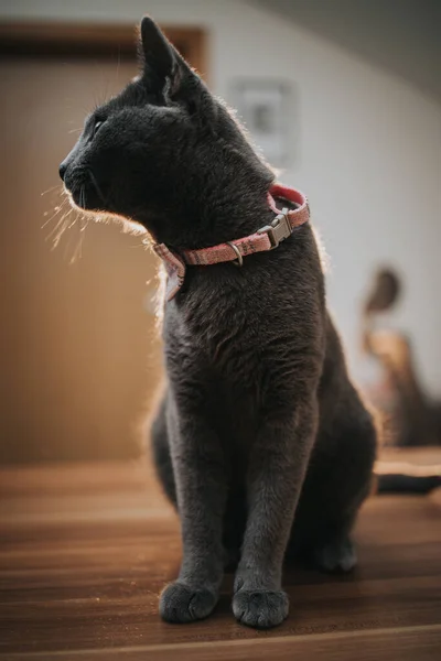 蝶ネクタイ付きのかわいいグレーの猫の垂直クローズアップショット — ストック写真