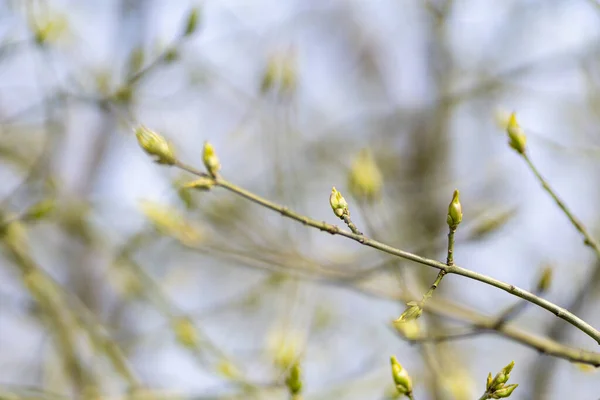 Selektiv Fokusbild Lång Gren Med Blommande Kvistar — Stockfoto