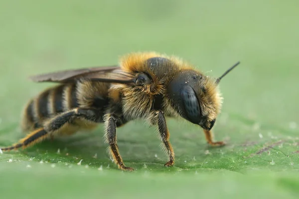 Yalnız Bir Yaprak Kesicisi Olan Tridentate Small Mason Hoplitis Tridentata — Stok fotoğraf