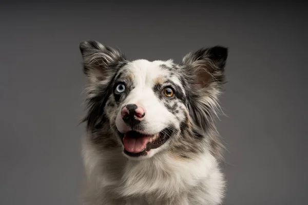 Een Portret Van Een Australische Collie Geïsoleerd Een Grijze Achtergrond — Stockfoto