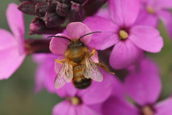 Мужчина Красная Пчела Каменщик Osmia Rufa Потягивает Нектар Фиолетовых Обоев — стоковое фото