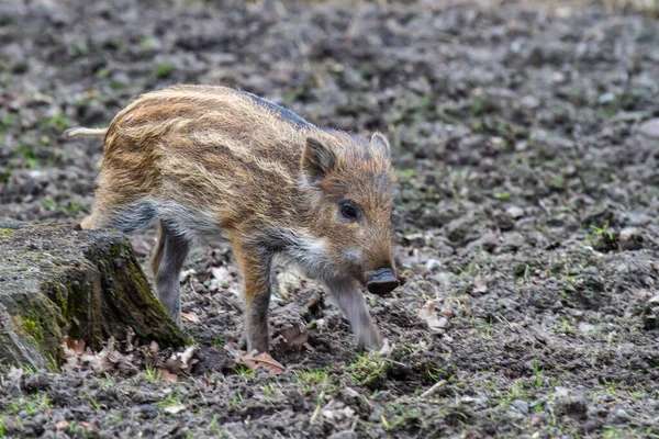 Cute Wild Boar Baby Running Mud — Stock Photo, Image